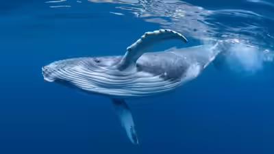 blue whale